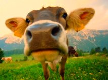 cow-face 2